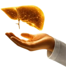Hand holding glowing liver